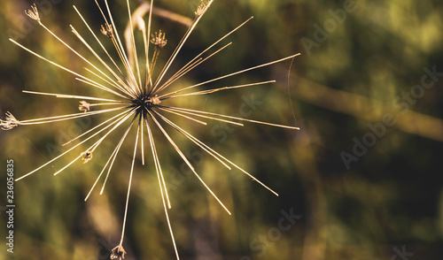 Heracleum mantegazzianum close up and overhead plane with spider web photo