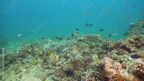 Wallpaper Mural Tropical fish on coral reef at diving. Wonderful and beautiful underwater world with corals and tropical fish. Hard and soft corals. Philippines, Mindoro. Torontodigital.ca