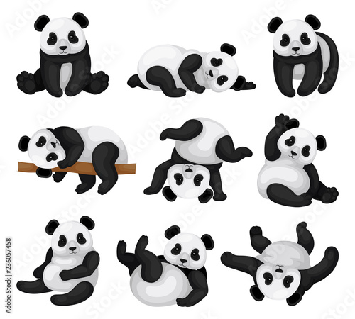 Flat vector set of adorable panda in different poses. Funny bamboo bear. Exotic animal