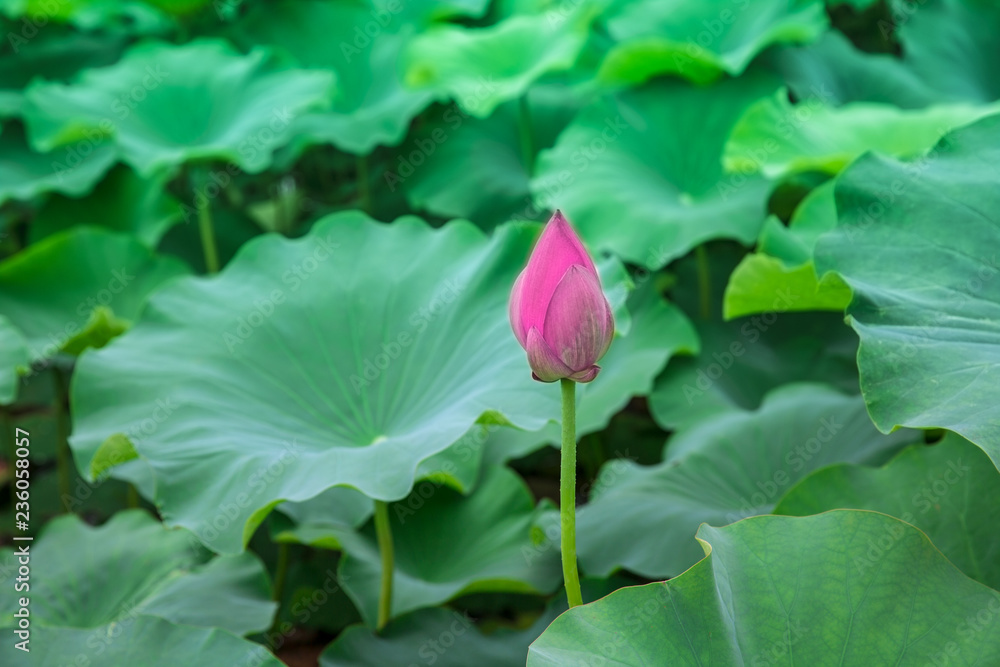 Pink lotus green lotus leaf