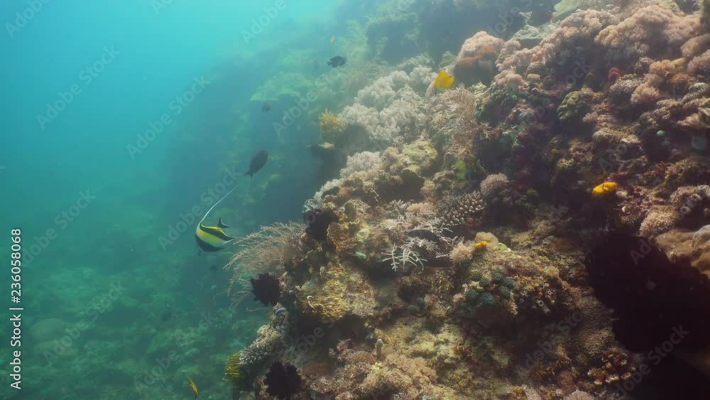 Fish and coral reef at diving. Wonderful and beautiful underwater world with corals and tropical fish. Hard and soft corals. Philippines, Mindoro. Diving and snorkeling in the tropical sea. Fish and coral reef at diving. Wonderful and beautiful underwater world with corals and tropical fish. Hard and soft corals. Philippines, Mindoro. Diving and snorkeling in the tropical sea.