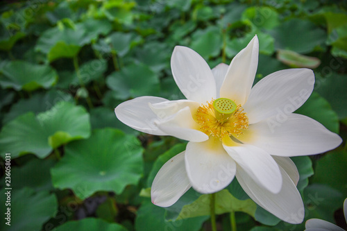 White lotus green lotus leaf