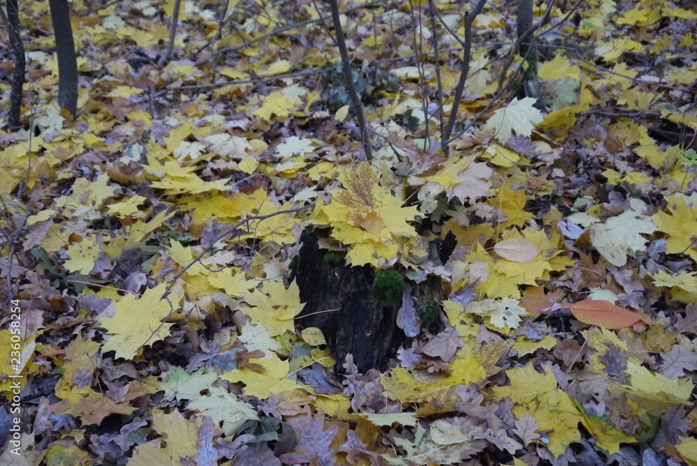 autumn maple leaves autumn maple leaves