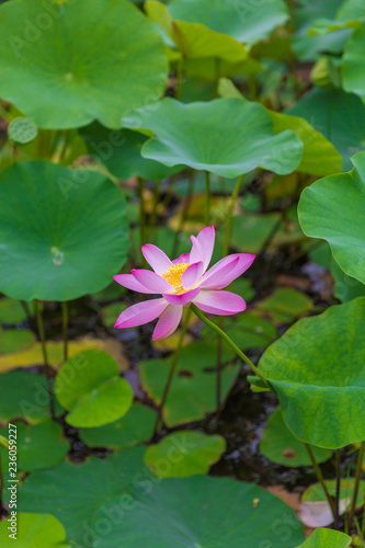 Pink lotus green lotus leaf