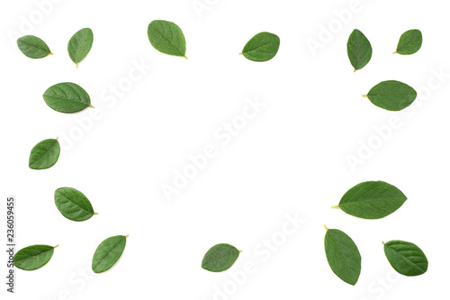 Wallpaper Mural red berries with green leaves isolated on white background. top view Torontodigital.ca