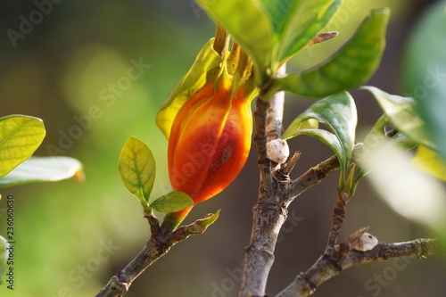 Cape (Gardenia) jasmine fruits