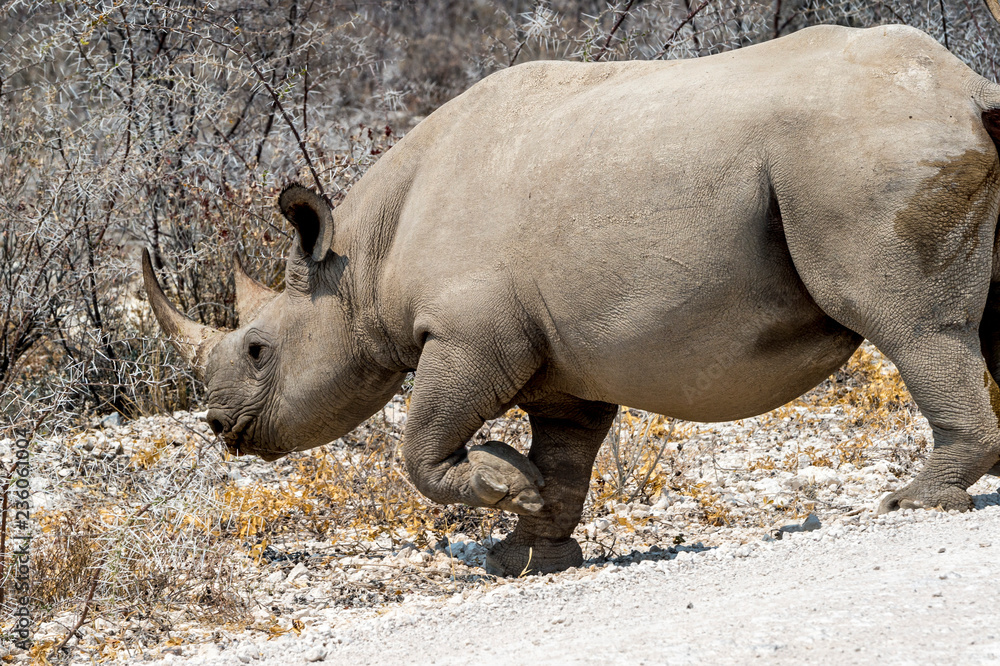 Fototapeta premium White Rhinoceros