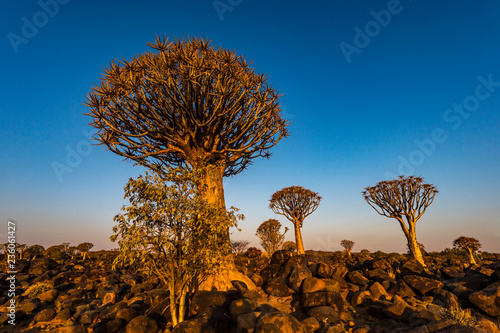 The Quivertree Forest photo