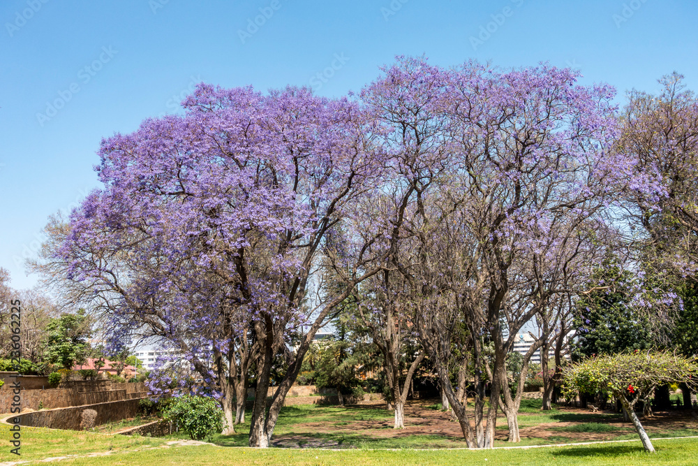 The Jakaranda Flows The Jakaranda Flows