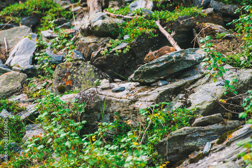 Pika rodent on cliff among rich plants of highlands. Small curious animal on rock. Little fluffy cute mammal on background of greenery.