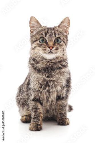Fototapeta Naklejka Na Ścianę i Meble -  Little gray kitten.