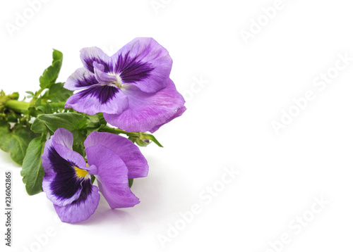 Beautiful purple flowers.