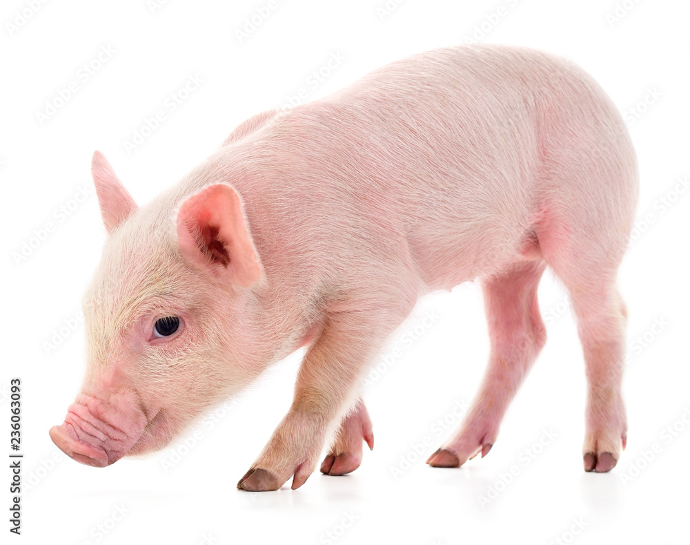 One small piglet. One small piglet.