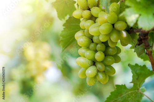 Vineyard with white wine grapes in countryside, Sunny bunches of grape hang on the vine