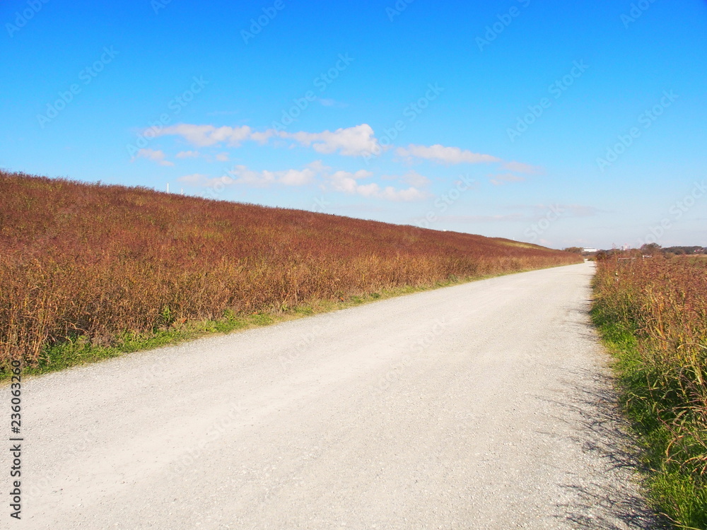 セイバンモロコシ茂る土手と砂利道