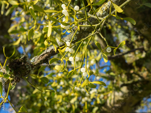 Gros plan sur les petites baies du gui de couleur blanc, vitreux photo