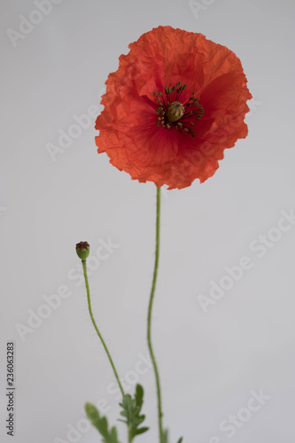 Fototapeta Naklejka Na Ścianę i Meble -  Beautiful red poppy on white background