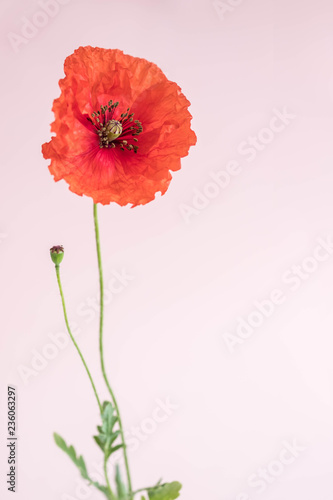 Fototapeta Naklejka Na Ścianę i Meble -  Beautiful red poppy with its bud on pink background