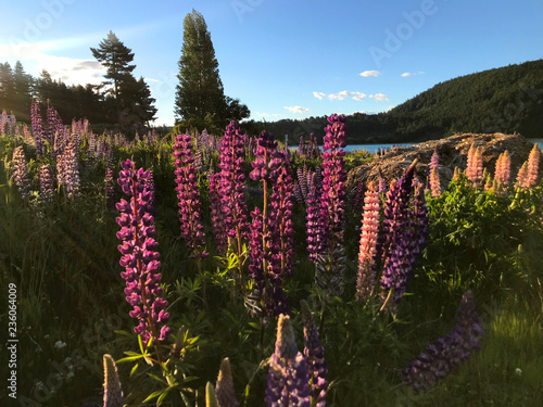 Beautiful pink purple white yellow lupins flower and lake mountain background in New Zealand lake Tekapo with green grass during sunset