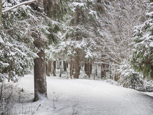 coniferous forest in the snow photo