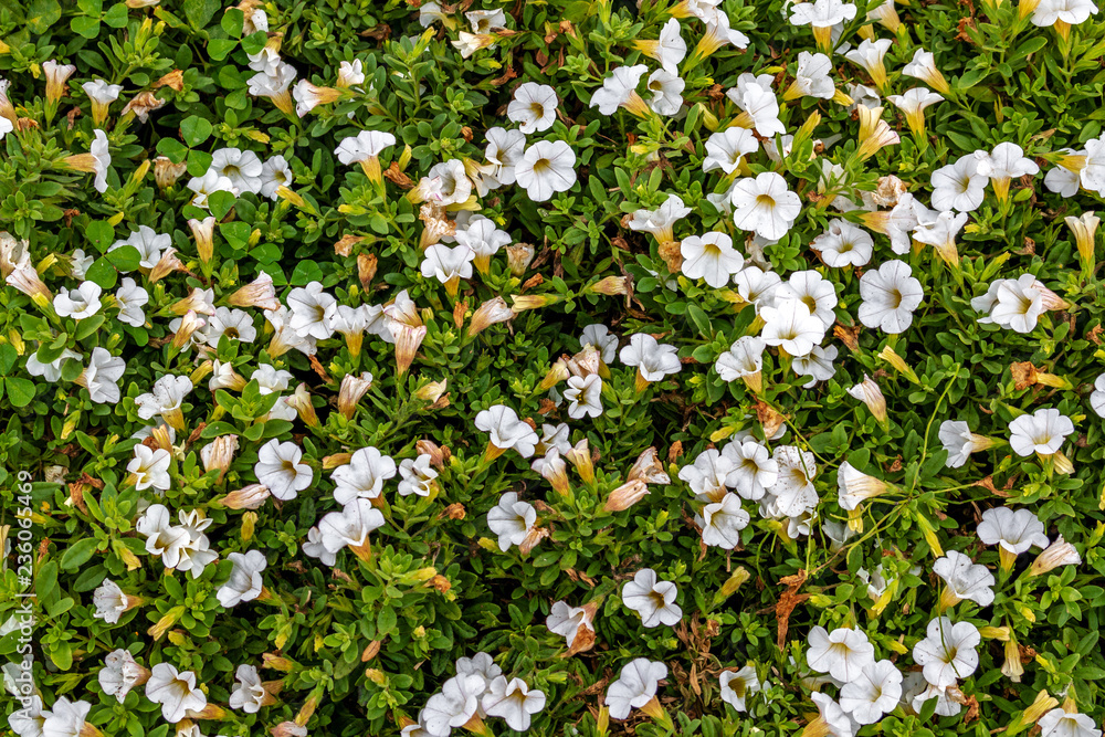 Solid background of white flowers among green grass. For a greeting card or mock up template for decorating a summer or spring mood in design Solid background of white flowers among green grass. For a greeting card or mock up template for decorating a summer or spring mood in design