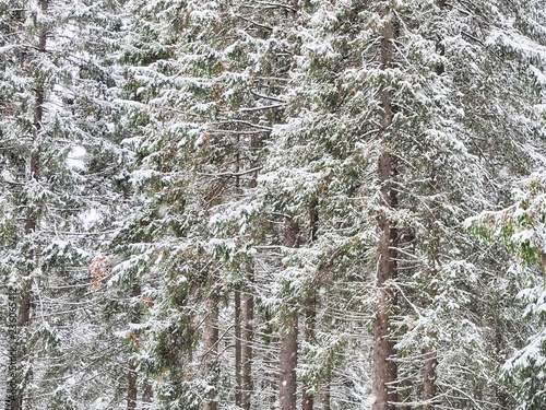 coniferous forest in the snow photo