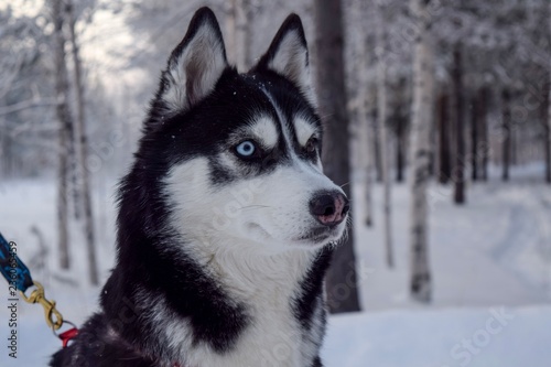 siberian husky in snow