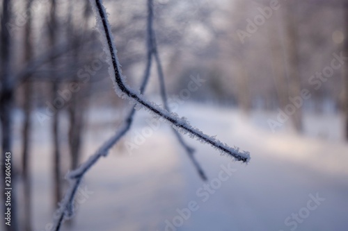 frozen tree branches in the snow © AlexMoise