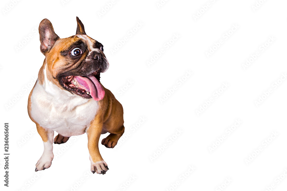 Obraz premium one brown emotional french bulldog on isolated background