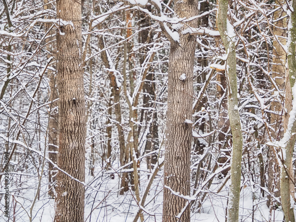 coniferous forest in the snow coniferous forest in the snow