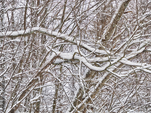 coniferous forest in the snow photo