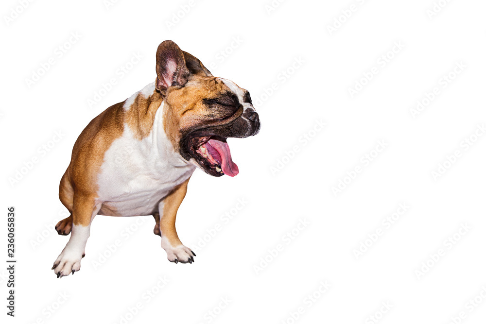 one brown emotional french bulldog on isolated background one brown emotional french bulldog on isolated background