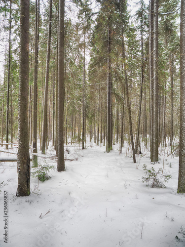 coniferous forest in the snow