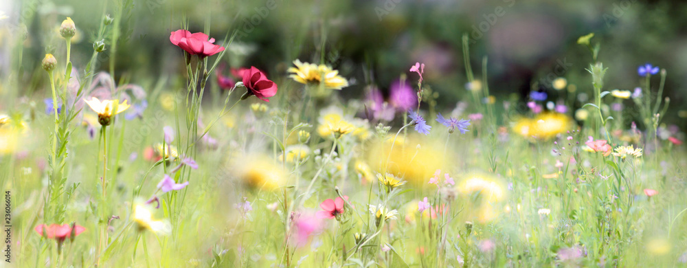 Fototapeta Pachnąca wiosną łąka z kolorowymi kwiatami, skąpana w blasku słońca. Doskonały wybór na fototapetę.