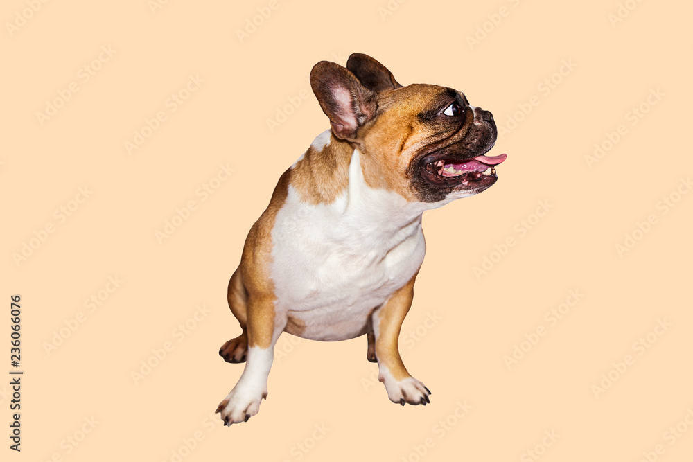 one brown emotional french bulldog on isolated background