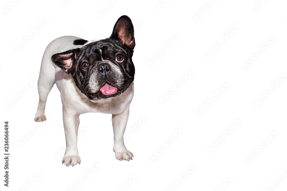 Fototapeta premium black and white french bulldog on isolated background