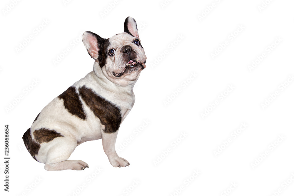 black and white french bulldog on isolated background black and white french bulldog on isolated background