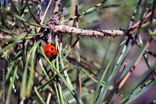Pine branch with ladybug on it macro close up detail, soft blurry bokeh background