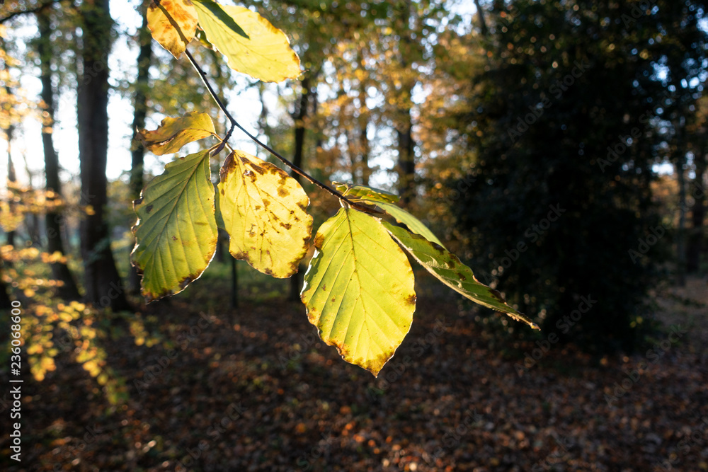 Obraz premium leaves in sunlight 