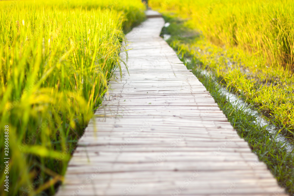 wooden path in the garden wooden path in the garden