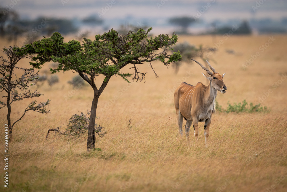 Fototapeta premium Eland stands staring at camera by tree