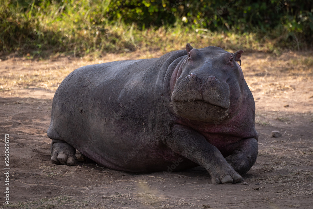Hippo lying in dirt looking at camera Hippo lying in dirt looking at camera