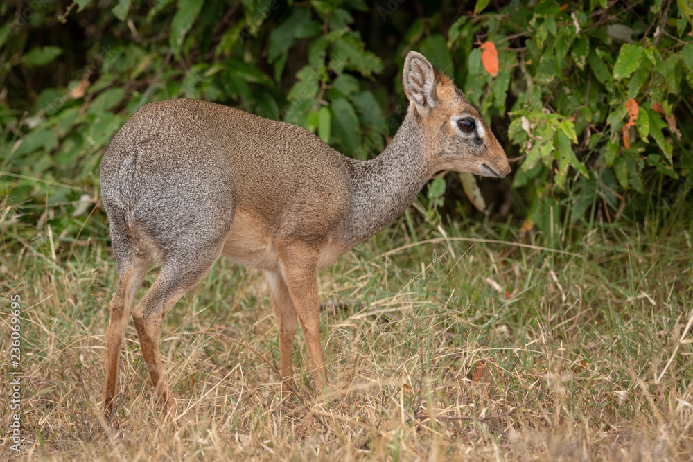 Fototapeta premium Kirk dik-dik eyes camera with bushes behind