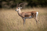 Grant gazelle stands in grass eyeing camera