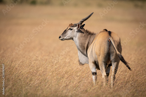 Eland standing in long grass turns head