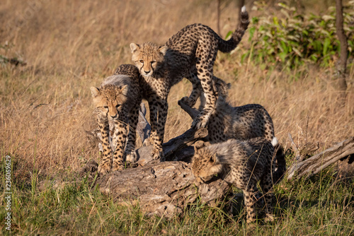Fototapeta Naklejka Na Ścianę i Meble -  Four cheetah cubs playing on dead branch