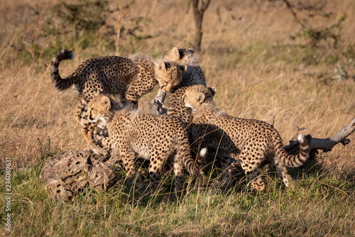 Four cheetah cubs playing on dead log