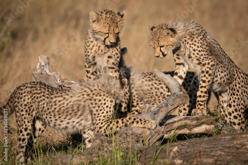 Four cheetah cubs play on dead log