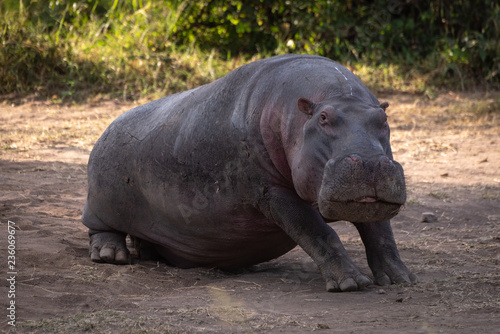 Hippo sitting in dirt looking at camera