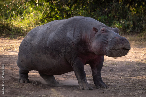 Hippo standing in dirt looking at camera